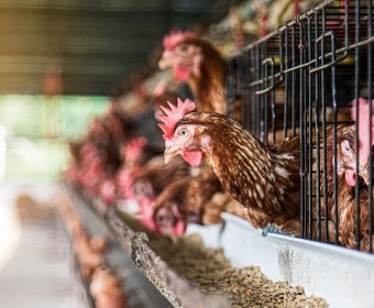 Battery Farms | The Story Behind Your Eggs