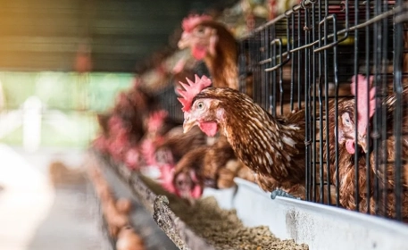 Battery Farms | The Story Behind Your Eggs