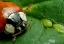 category-image-beetle-banks_1.webp