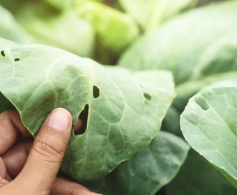 category-image-biocontrol.webp
