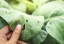 category-image-biocontrol.webp