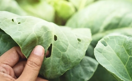 Agricultura ecológica | Alternativas a los pesticidas