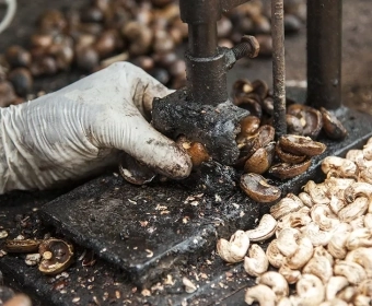 Anacardos: El coste oculto de su producción