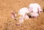 category-image-circularfarming.webp