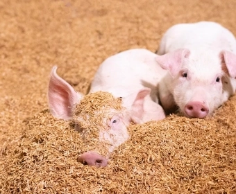 category-image-circularfarming.webp