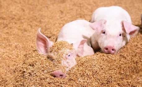 Circular Microfarms | What They Can Teach Us 