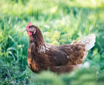 Raising Chickens In The City | Ask the Expert