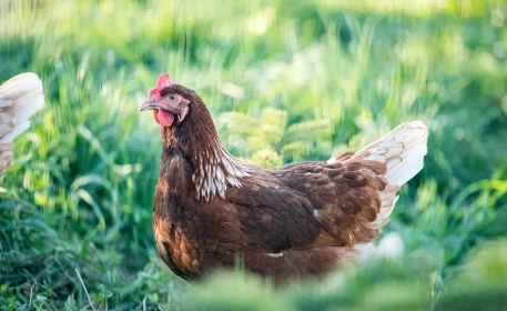 Raising Chickens In The City | Ask the Expert
