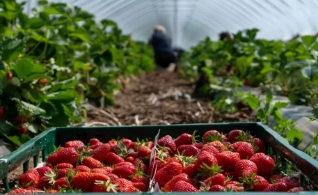 Coronavirus Lockdown Challenges Farmers & Food Supplies