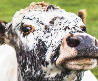 category-image-cows.webp