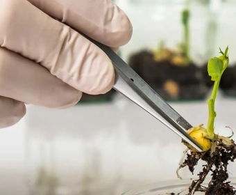 5 misconceptions about CRISPR to clear up