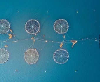 category-image-digitalaquaculture.webp