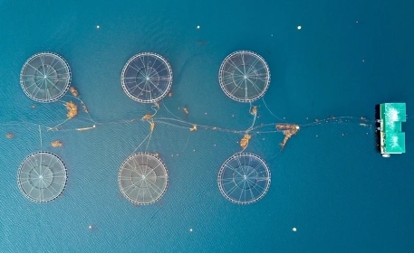 How Digitalisation Improves Aquaculture Management