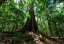Category-image-FigsBiodiversity.webp