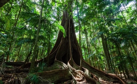 How Fig Trees Restore Forests and Biodiversity