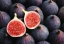 Category-Image-FigWasps.webp