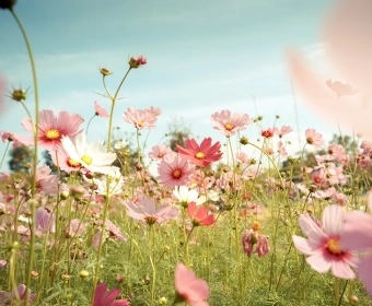 category-image-grow-edible-flowers.webp