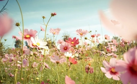 Edible Flowers & How To Grow Them