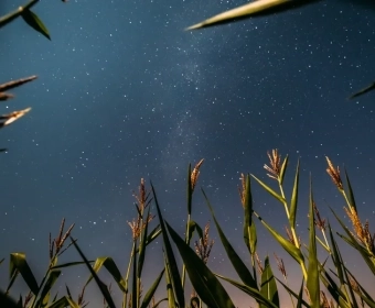 category-image-growfoodinspace.webp