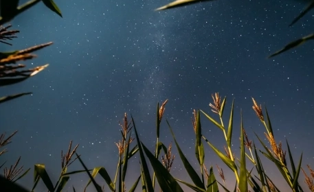 How Plants Are Grown In Space | Space Food Technology