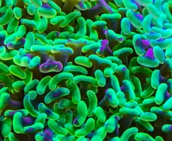 category-image-guthealthprobiotics.webp