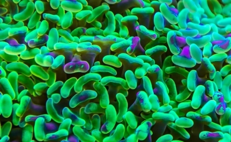 What’s the Difference Between Probiotics and Prebiotics?
