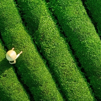 Alimentos ecológicos importados | ¿Cumplen los estándares ecológicos de la UE?