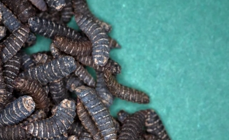 Cultivo de insectos | Cómo ayudan los insectos a reducir el desperdicio de alimentos