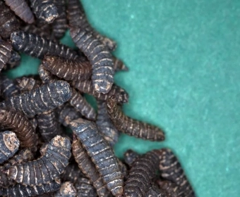 category-image-insect_food_waste.webp