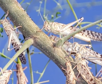 category-image-locusts_1.webp