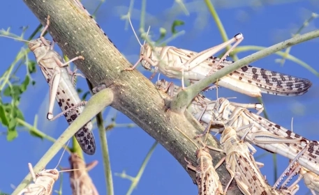 Desert Locust Plague 2020: A Threat to Food Security