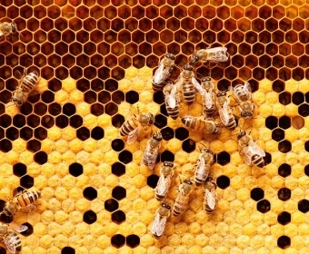 Category-Image-Manuka.webp