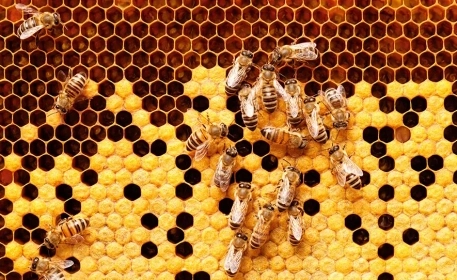 Manuka Honey and Jarrah Honey | How It’s Made