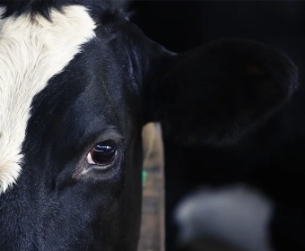 Category-image-milkCOP.webp