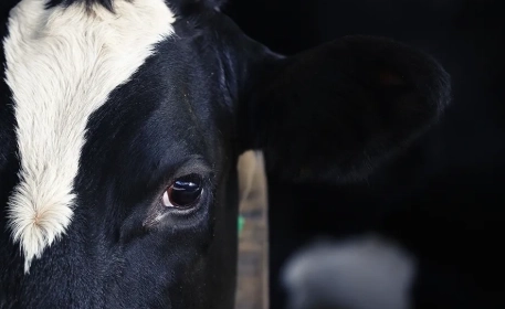 What is the True Cost of Milk Production?