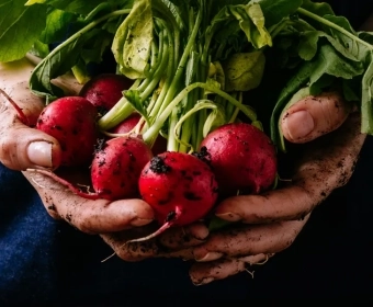 category-image-organicfoodchemicalfree.webp
