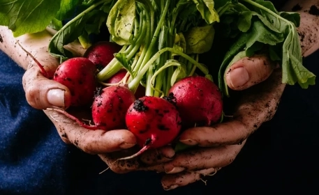 ¿Qué son los alimentos orgánicos? | ¿Están realmente libres de productos químicos? 