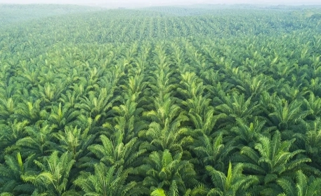 Problems With Palm Oil | Cost of Production