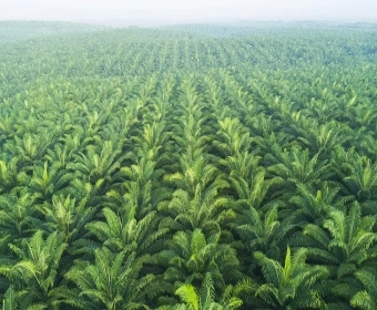 Los Problemas con el Aceite de Palma | el Coste de Produccion