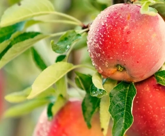 category-image-pesticides_in_organic_farming.webp