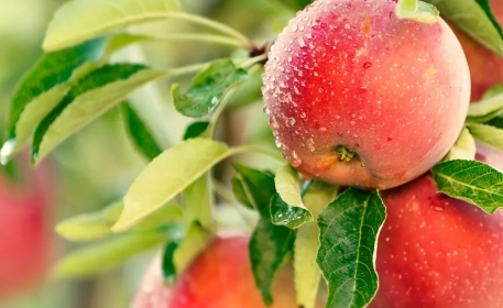 ¿Existen pesticidas en la agricultura ecológica?