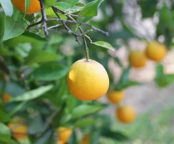 category-image-ragreece.webp