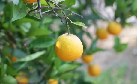 Regenerative Agriculture | A Portrait in Greece