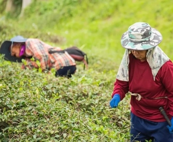Will Agricultural Robots Replace Human Agricultural Labour? | Opinion