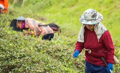 Will Agricultural Robots Replace Human Agricultural Labour? | Opinion