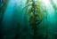 category-image-seaweed_farms.webp