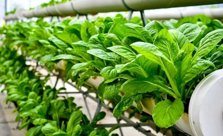 Agricultura urbana | Cultivar tu propia comida