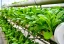 category-image-urban-farming.webp