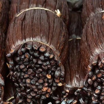 ¿Cómo se cultiva vainilla?