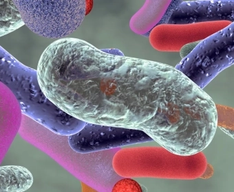 category-image-whatareprebiotics.webp
